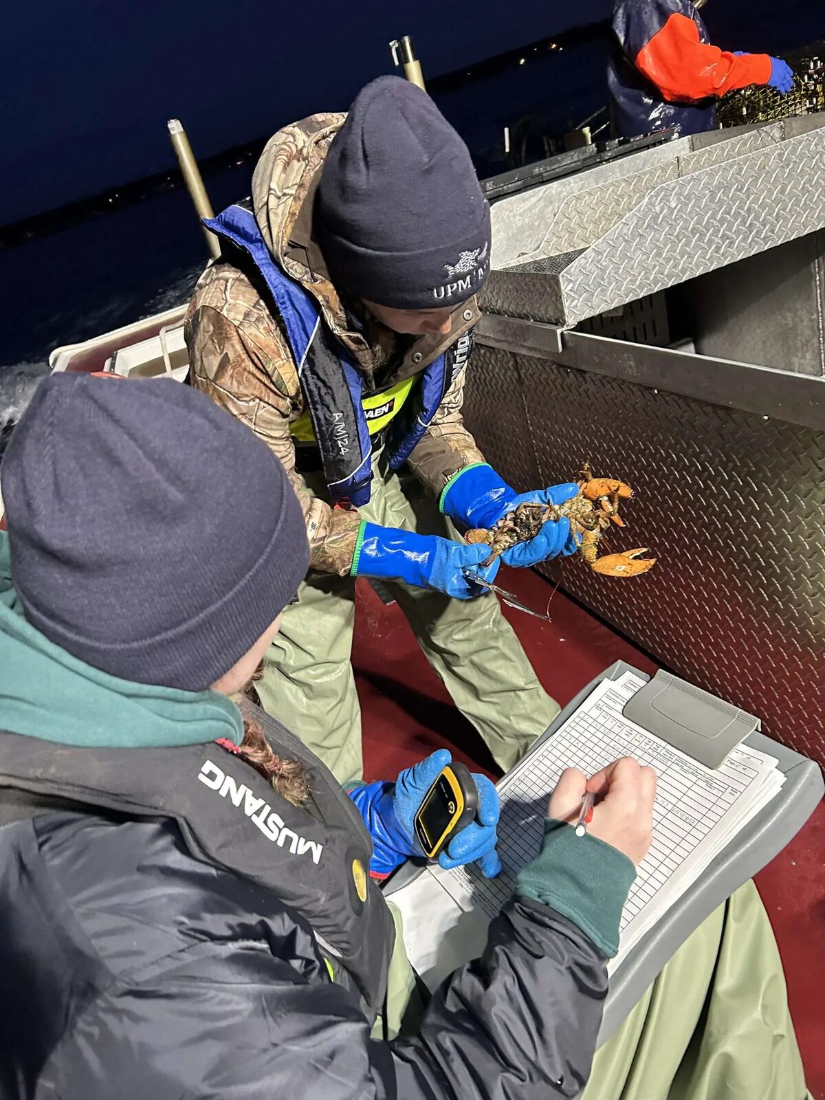 Researchers measuring a lobster aboard a boat
